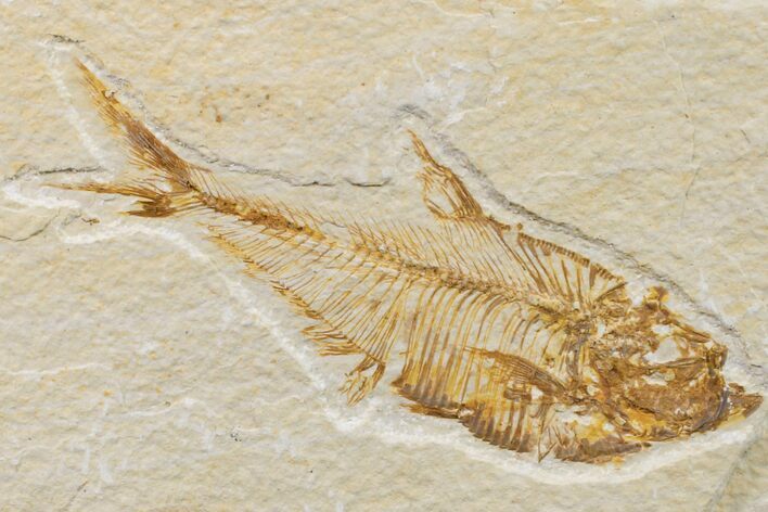 Bargain, Fossil Fish (Diplomystus) - Wyoming #162521